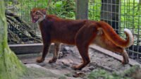 kucing-merah-maskot-porprov-kaltara.jpeg